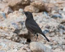 Mountain wheatear - Hvitvingesteinskvett   Hvitvingesteinskvett, Mountain wheatear, Namibia, Oenanthe monticola, Sesriem canyon, Sossusvlei, near endemic : Hvitvingesteinskvett, Mountain wheatear, Namibia, Oenanthe monticola, Sesriem canyon, Sossusvlei, near endemic