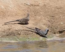 Namaqua dove - Maskedue   Maskedue, Namaqua dove, Oena capensis : Maskedue, Namaqua dove, Oena capensis