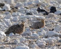 Namaqua sandgrouse - Namaquasandhøne   Namaqua sandgrouse, Namaquasandhøne, Pterocles namaqua, near endemic : Namaqua sandgrouse, Namaquasandhøne, Pterocles namaqua, near endemic