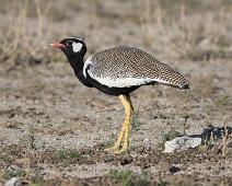 Northern black korhaan - Hvitskafttrappe (endemisk)   Eupodotis afraoides, Hvitskafttrappe, Northern black korhaan, White-quilled Bustard, endemic : Eupodotis afraoides, Hvitskafttrappe, Northern black korhaan, White-quilled Bustard, endemic