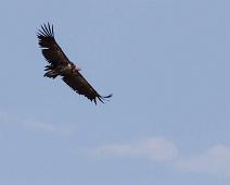Lappet-faced Vulture - Øregribb i flukt   Lappet-faced Vulture, Torgos tracheliotus, Øregribb : Lappet-faced Vulture, Torgos tracheliotus, Øregribb