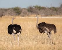 Ostrich - Struts   Afrikansk struts, Ostrich, Struthio camelus : Afrikansk struts, Ostrich, Struthio camelus