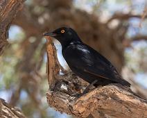 Pale-winged starling - Blekvingestær   Blekvingestær, Onychognathus nabouroup, near endemic, pale-winged starling : Blekvingestær, Onychognathus nabouroup, near endemic, pale-winged starling