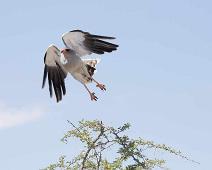 Pale chanting goshawk - Bleksanghauk   Bleksanghauk, Melierax canorus, pale chanting goshawk : Bleksanghauk, Melierax canorus, pale chanting goshawk