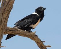 Pied Crow - Hvitbrystkråke   Corvus albus, Hvitbrystkråke, Pied Crow : Corvus albus, Hvitbrystkråke, Pied Crow