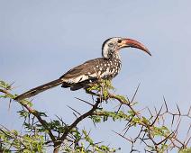 Red-billed hornbill - Rødnebbtoko   Red-billed hornbill, Rødnebbtoko, Tockus erythrorhynchus : Red-billed hornbill, Rødnebbtoko, Tockus erythrorhynchus