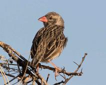 Red-billed quelea - Blodnebbvever   Blodnebbvever, Quelea quelea, Red-billed quela : Blodnebbvever, Quelea quelea, Red-billed quela