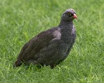 Red-billed spurfowl - Brillefrankolin   Brillefrankolin, Francolinus adspersus, Red-billed spurfowl, near endemic : Brillefrankolin, Francolinus adspersus, Red-billed spurfowl, near endemic