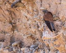 Rock kestrel - Tårnfalk   Afrikansk tårnfalk, Falco rupicolus, Namibia, Rock kestrel, Sesriem canyon, Sossusvlei : Afrikansk tårnfalk, Falco rupicolus, Namibia, Rock kestrel, Sesriem canyon, Sossusvlei
