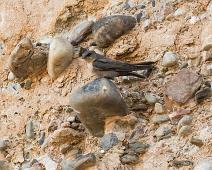 Rock martin - Ravinesvale   Namibia, Ptyonoprogne fuligula, Ravinesvale, Rock martin, Sesriem canyon, Sossusvlei : Namibia, Ptyonoprogne fuligula, Ravinesvale, Rock martin, Sesriem canyon, Sossusvlei