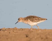 Ruff - Brushane   Brushane Afrika, Philomachus pugnax, Ruff : Brushane Afrika, Philomachus pugnax, Ruff