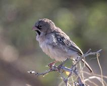 Scaly-feathered finch - Skjeggvever   Near endemic, Scaly-feathered finch, Skjeggvever, Sporopipes squamifrons : Near endemic, Scaly-feathered finch, Skjeggvever, Sporopipes squamifrons