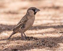 Sociable weaver - Blokkvever (Endemisk)   Blokkvever, Endemic, Philetairus socius, Sociable weaver : Blokkvever, Endemic, Philetairus socius, Sociable weaver