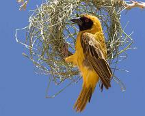 Southern masked weaver - Svartmaskevever   Ploceus velatus, Southern masked weaver, Svartmaskevever : Ploceus velatus, Southern masked weaver, Svartmaskevever