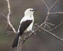 Southern pied babbler - Hvitskriketrost (Endemisk)   Endemic, Hvitskriketrost, Southern pied babbler, Turdoides bicolor : Endemic, Hvitskriketrost, Southern pied babbler, Turdoides bicolor