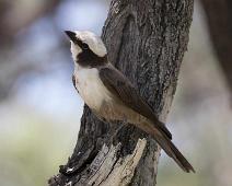Southern white-crowned shrike - Hvitkronevarsler   Eurocephalus anguitimens, Hvitkronevarsler, Near endemic, Southern white-crowned shrike : Eurocephalus anguitimens, Hvitkronevarsler, Near endemic, Southern white-crowned shrike