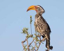 Southern yellow-billed hornbill - Banatoko   Banantoko, Southern yellow-billed hornbill, Tockus leucomelas, near endemic : Banantoko, Southern yellow-billed hornbill, Tockus leucomelas, near endemic