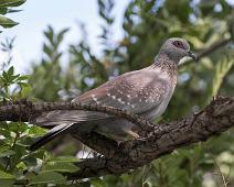 Speckled Pigeon - Spragledue   Columba guinea, Speckled Pigeon, Spragledue : Columba guinea, Speckled Pigeon, Spragledue