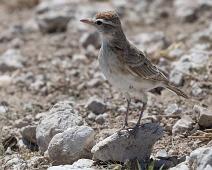 Stark's lark - Damaralerke   Damaralerke, Spizocorys starki, Stark's lark, near endemic : Damaralerke, Spizocorys starki, Stark's lark, near endemic