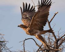 Tawny eagle - Savanneørn   Aquila rapax, Savanneørn, Tawny Eagle : Aquila rapax, Savanneørn, Tawny Eagle