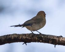 Violet-eared waxbill - Granatastrild   Granatastrild, Granatina granatina, Violet-eared waxbill, near endemic : Granatastrild, Granatina granatina, Violet-eared waxbill, near endemic