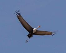 Wattled crane - Vortetrane   Bugeranus carunculatus, Vortetrane, Wattled crane, vulnerable : Bugeranus carunculatus, Vortetrane, Wattled crane, vulnerable