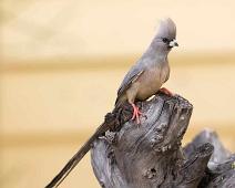 White-backed mousebird - Hvitryggmusfugl   Colius colius, Hvitryggmusfugl, White-backed mousebird : Colius colius, Hvitryggmusfugl, White-backed mousebird