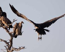 White-backed vulture - Hvitryggribb   Gyps africanus, Hvitryggribb, Lappet-faced Vulture, Torgos tracheliotus, White-backed Vulture, Øregribb : Gyps africanus, Hvitryggribb, Lappet-faced Vulture, Torgos tracheliotus, White-backed Vulture, Øregribb