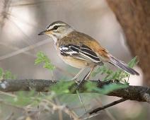 White-browed scrub robin - Hvitbrynkrattskvett   Cercotrichas leucophrys, Hvitbrynkrattskvett, white-browed scrub robin : Cercotrichas leucophrys, Hvitbrynkrattskvett, white-browed scrub robin
