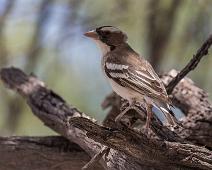 White-browed sparrow-weaver - Hvitbrynvever   Hvitbrynvever, Plocepasser mahali, White-browed sparrow-weaver : Hvitbrynvever, Plocepasser mahali, White-browed sparrow-weaver