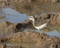 Wood sandpiper - Grønnstilk   Grønnstilk, Tringa glareola, Wood Sandpiper : Grønnstilk, Tringa glareola, Wood Sandpiper