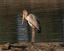 Yellow-billed stork juvenil - Gulnebbstork   juvenil : juvenil