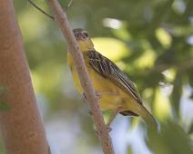 Yellow canary male - Gulbukirisk   Gulbukirisk, Serinus flaviventris, Yellow canary : Gulbukirisk, Serinus flaviventris, Yellow canary