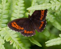 Fløyelsringvinge overside   Erebia ligea, Fløyelsringvinge, Gumøy, Kragerø : Erebia ligea, Fløyelsringvinge, Gumøy, Kragerø