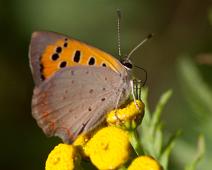 Ildgullvinge underside   Gumøy, Ildgullvinge, Kragerø, Lycaena phlaeas : Gumøy, Ildgullvinge, Kragerø, Lycaena phlaeas