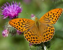 Keiserkåpe overside   Argynnis paphia, Gumøy, Keiserkåpe, Kragerø : Argynnis paphia, Gumøy, Keiserkåpe, Kragerø