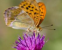 Keiserkåpe underside   Argynnis paphia, Gumøy, Keiserkåpe, Kragerø : Argynnis paphia, Gumøy, Keiserkåpe, Kragerø