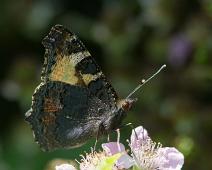 Neslesommerfugl underside   Aglais urticae, Gumøy, Kragerø, Neslesommerfugl : Aglais urticae, Gumøy, Kragerø, Neslesommerfugl