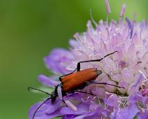 Rød blomsterbukk   Gumøy, Insekter, Kragerø, Rød Blomsterbukk, Stictoleptura rubra : Gumøy, Insekter, Kragerø, Rød Blomsterbukk, Stictoleptura rubra