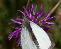 Stor kålsommerfugl hann overside   Kragerø, Pieris brassicae, Stor Kålsommerfugl, Stråholmen : Kragerø, Pieris brassicae, Stor Kålsommerfugl, Stråholmen