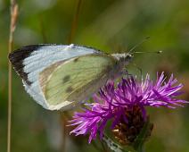 Stor kålsommerfugl hann underside   Kragerø, Pieris brassicae, Stor Kålsommerfugl, Stråholmen : Kragerø, Pieris brassicae, Stor Kålsommerfugl, Stråholmen