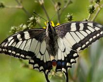 Svalestjert overside   Kragerø, Papilio machaon, Stråholmen, Svalestjert : Kragerø, Papilio machaon, Stråholmen, Svalestjert