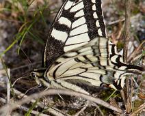 Svalestjert underside   Kragerø, Papilio machaon, Stråholmen, Svalestjert : Kragerø, Papilio machaon, Stråholmen, Svalestjert