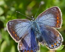 Tiriltungeblåvinge hunn overside   Insekter, Kragerø, Sommerfugl, Stråholmen, Tiriltungeblåvinge : Insekter, Kragerø, Sommerfugl, Stråholmen, Tiriltungeblåvinge