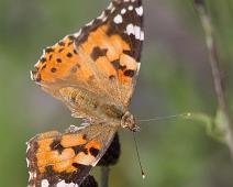 Tistelsommerfugl overside   Kragerø, Stråholmen, Tistelsommerfugl, Vanessa cardui : Kragerø, Stråholmen, Tistelsommerfugl, Vanessa cardui
