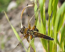 Firflekklibelle   Firflekklibelle (Libellula quadrimaculata), Årnestangen : Firflekklibelle (Libellula quadrimaculata), Årnestangen