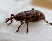 Gransnutebille   Gransnutebille, Hylobius abietis, Kragerø, Sauholmen : Gransnutebille, Hylobius abietis, Kragerø, Sauholmen