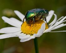 Gullbasse   Cetonia aurata, Gullbasse, Kragerø, Sauholmen : Cetonia aurata, Gullbasse, Kragerø, Sauholmen