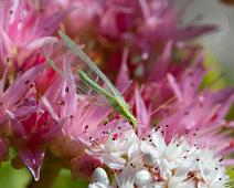 Gulløye   Chrysoperla carnea, Gulløye, Kragerø, Sauholmen : Chrysoperla carnea, Gulløye, Kragerø, Sauholmen