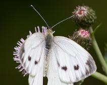 Rapssommerfugl hunn overside   Gumøy, Kragerø, Pieris napi, Rapssommerfugl : Gumøy, Kragerø, Pieris napi, Rapssommerfugl